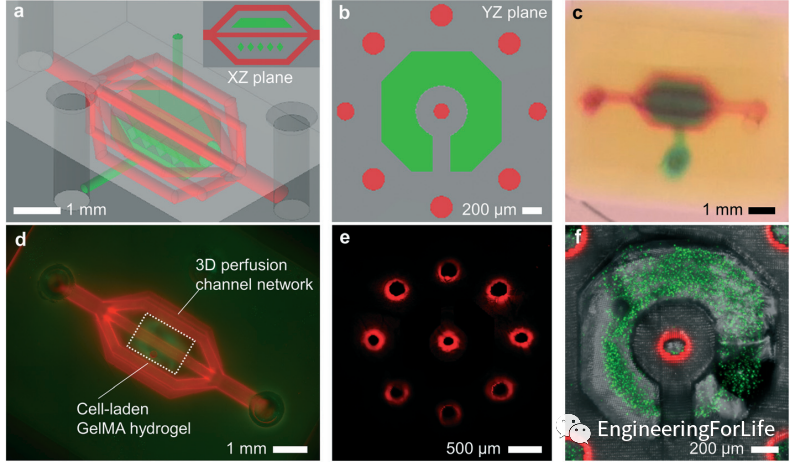 投影式光固化生物3D打印应用：血管与血管化的图2