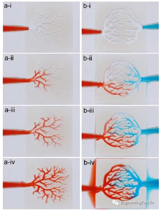 投影式光固化生物3D打印应用：血管与血管化的图3
