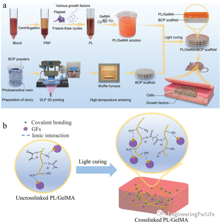 投影式光固化生物3D打印应用：血管与血管化的图10