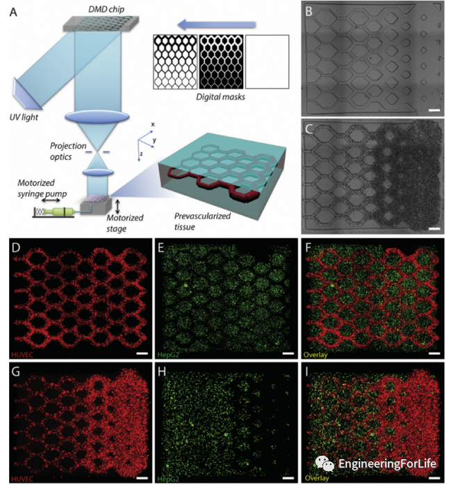 投影式光固化生物3D打印应用：血管与血管化的图13