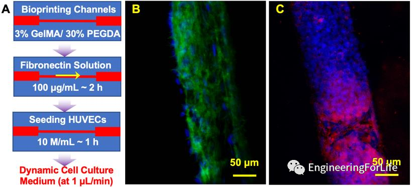 投影式光固化生物3D打印应用：血管与血管化的图7