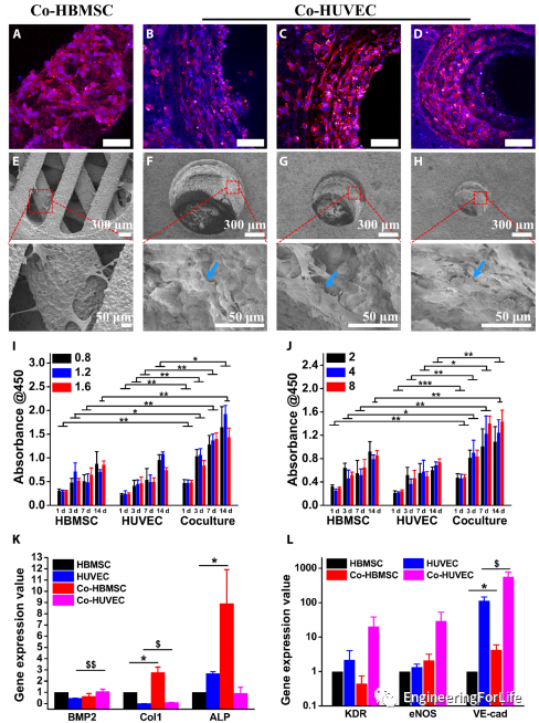 投影式光固化生物3D打印应用：血管与血管化的图8