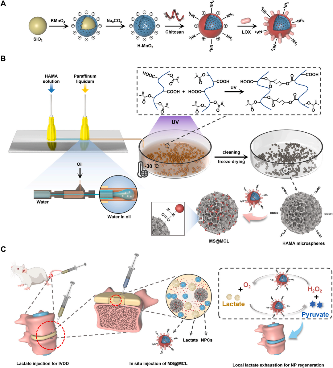 医用抗菌水凝胶怎么用水凝胶微球应用集锦：水凝胶微球抗菌、抗炎、促伤口愈合（二）_https://www.jmylbn.com_新闻资讯_第6张