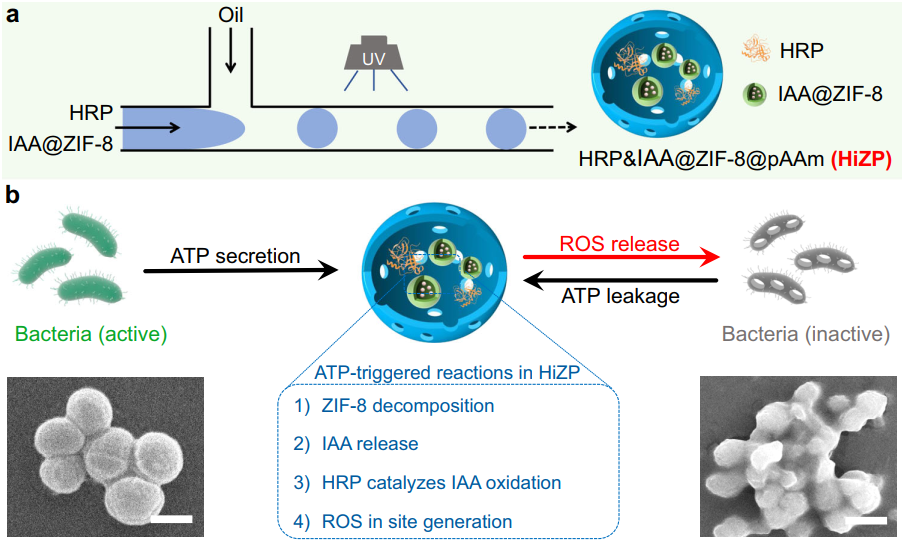 医用抗菌水凝胶怎么用水凝胶微球应用集锦：水凝胶微球抗菌、抗炎、促伤口愈合（二）_https://www.jmylbn.com_新闻资讯_第5张