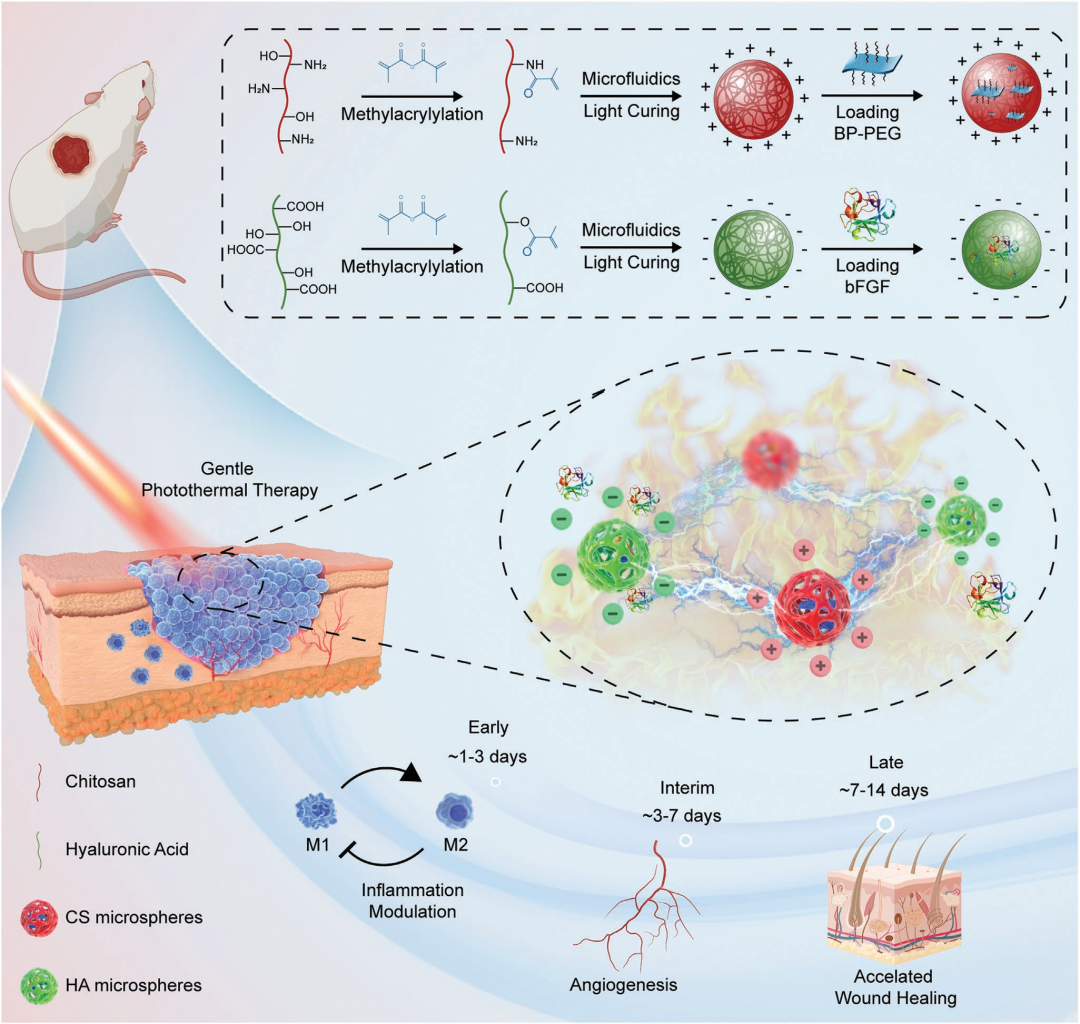 医用抗菌水凝胶怎么用水凝胶微球应用集锦：水凝胶微球抗菌、抗炎、促伤口愈合（二）_https://www.jmylbn.com_新闻资讯_第4张