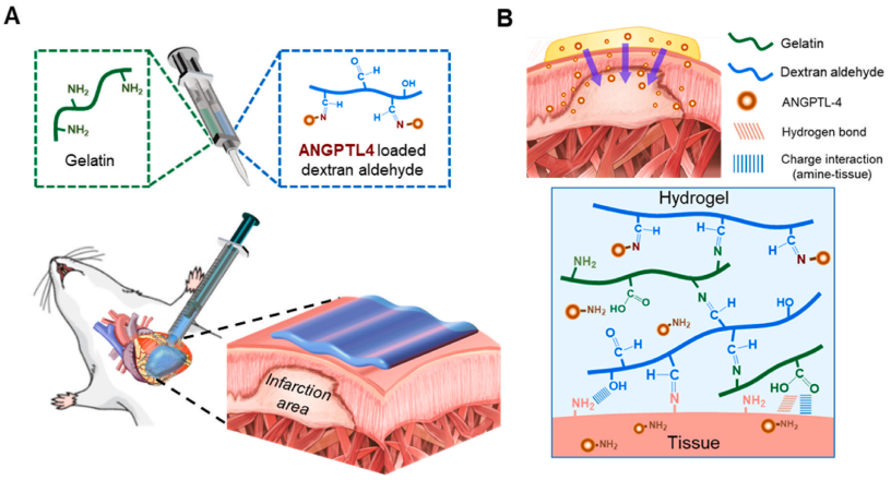明胶在血管怎么降解《Bioactive Materials》：持续缓释抗炎蛋白的可涂黏附性水凝胶心脏贴片！用于心肌梗死的修复_https://www.jmylbn.com_新闻资讯_第2张