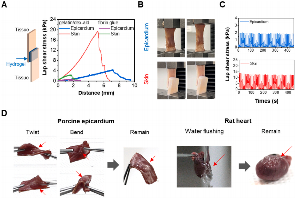 明胶在血管怎么降解《Bioactive Materials》：持续缓释抗炎蛋白的可涂黏附性水凝胶心脏贴片！用于心肌梗死的修复_https://www.jmylbn.com_新闻资讯_第4张