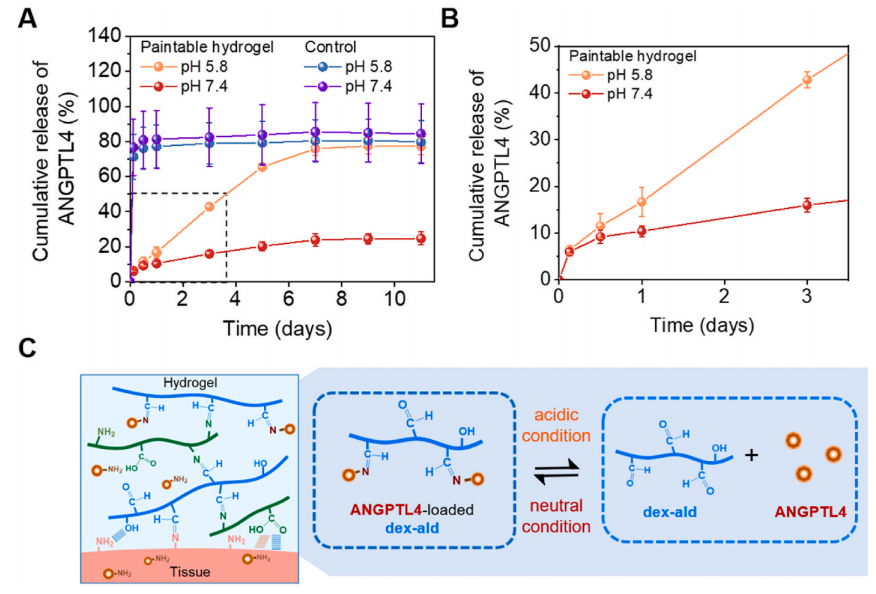 明胶在血管怎么降解《Bioactive Materials》：持续缓释抗炎蛋白的可涂黏附性水凝胶心脏贴片！用于心肌梗死的修复_https://www.jmylbn.com_新闻资讯_第5张
