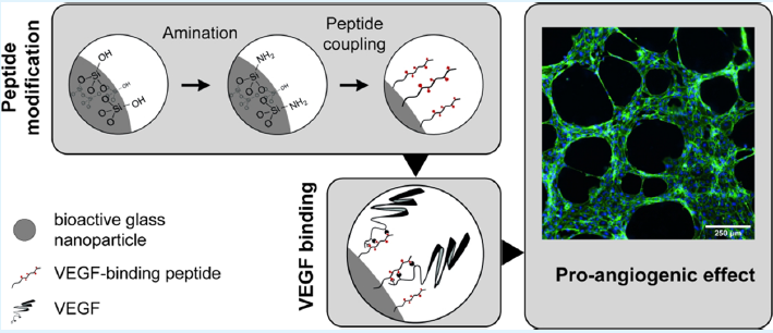 明胶在血管怎么降解【新文10篇】玻璃界的“doctors”--生物活性玻璃应用研究汇总_https://www.jmylbn.com_新闻资讯_第3张