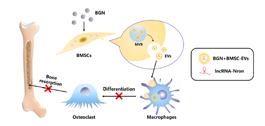 明胶在血管怎么降解【新文10篇】玻璃界的“doctors”--生物活性玻璃应用研究汇总_https://www.jmylbn.com_新闻资讯_第1张