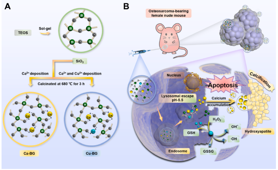 明胶在血管怎么降解【新文10篇】玻璃界的“doctors”--生物活性玻璃应用研究汇总_https://www.jmylbn.com_新闻资讯_第5张