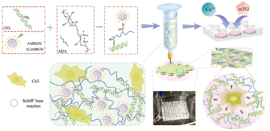 明胶在血管怎么降解【新文10篇】玻璃界的“doctors”--生物活性玻璃应用研究汇总_https://www.jmylbn.com_新闻资讯_第2张