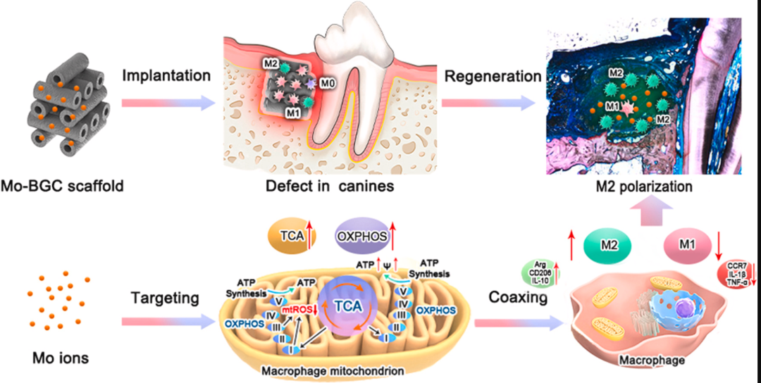 明胶在血管怎么降解【新文10篇】玻璃界的“doctors”--生物活性玻璃应用研究汇总_https://www.jmylbn.com_新闻资讯_第8张