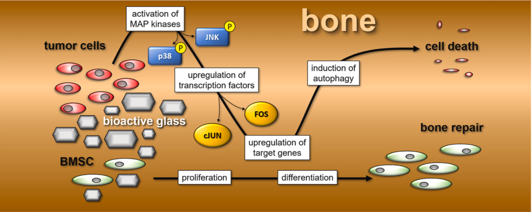 明胶在血管怎么降解【新文10篇】玻璃界的“doctors”--生物活性玻璃应用研究汇总_https://www.jmylbn.com_新闻资讯_第6张