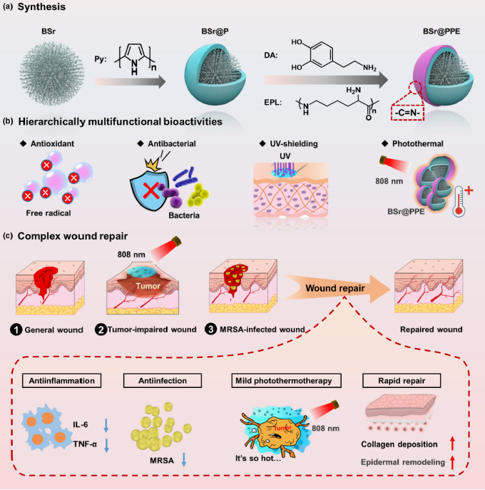 明胶在血管怎么降解【新文10篇】玻璃界的“doctors”--生物活性玻璃应用研究汇总_https://www.jmylbn.com_新闻资讯_第7张