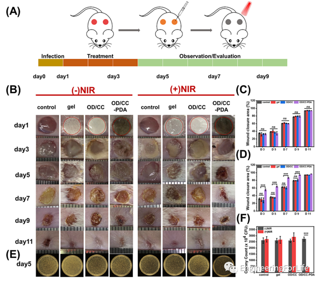 止血海绵怎么消毒《Carbohyd. Polym.》：多糖基海绵伤口敷料，快速止血&有效杀菌_https://www.jmylbn.com_新闻资讯_第6张