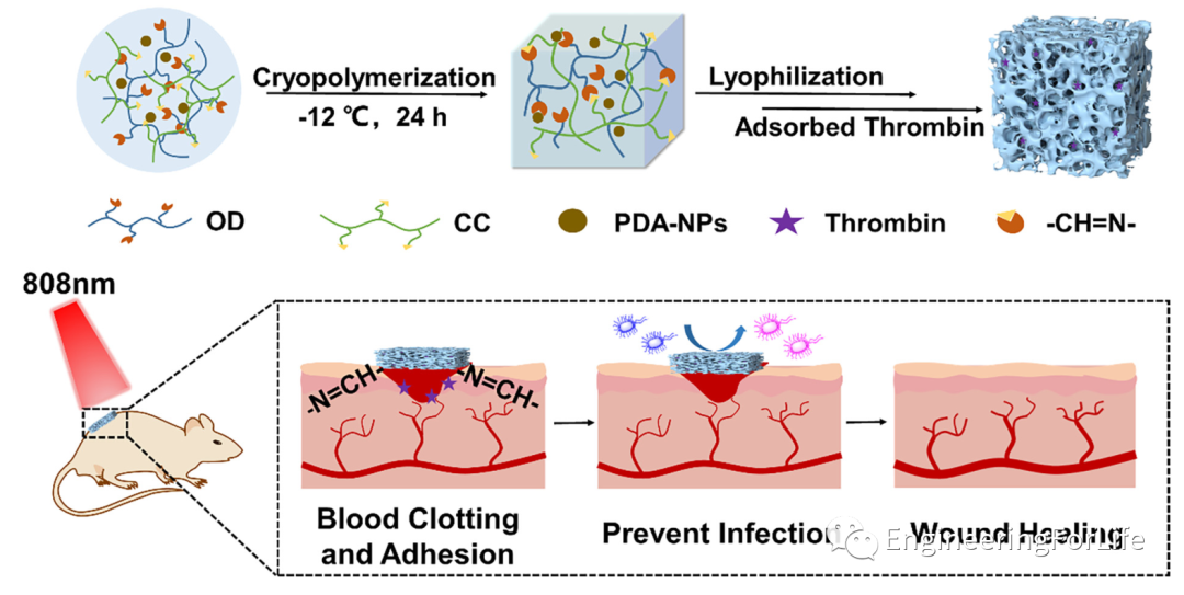止血海绵怎么消毒《Carbohyd. Polym.》：多糖基海绵伤口敷料，快速止血&有效杀菌_https://www.jmylbn.com_新闻资讯_第1张