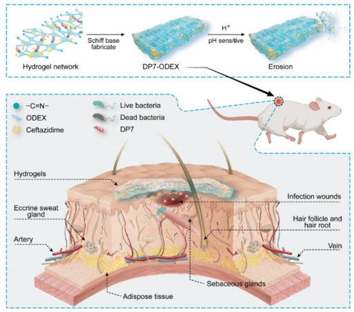 壳聚糖敷料什么时候用【专题集锦】用于细菌感染伤口愈合的创面敷料（12篇）_https://www.jmylbn.com_新闻资讯_第7张