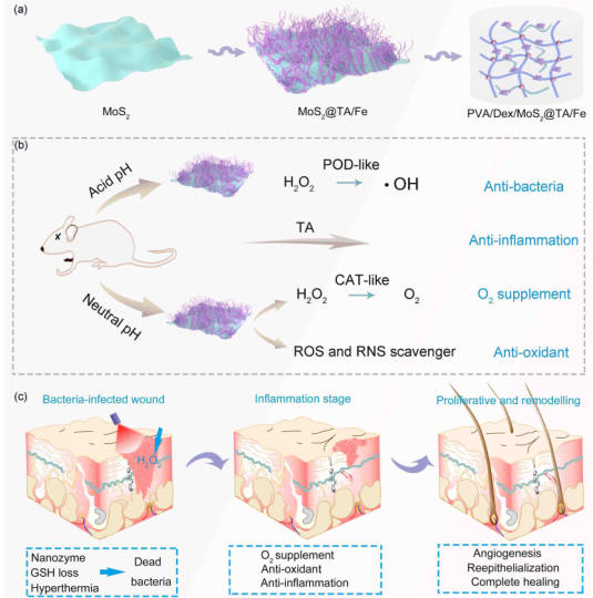 壳聚糖敷料什么时候用【专题集锦】用于细菌感染伤口愈合的创面敷料（12篇）_https://www.jmylbn.com_新闻资讯_第3张