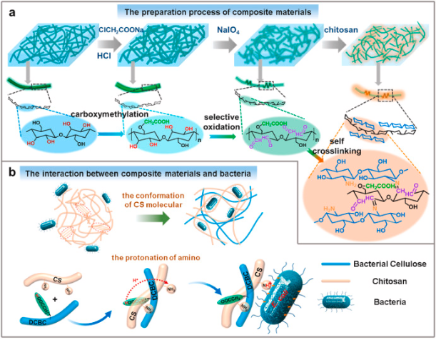 壳聚糖敷料什么时候用【专题集锦】用于细菌感染伤口愈合的创面敷料（12篇）_https://www.jmylbn.com_新闻资讯_第12张