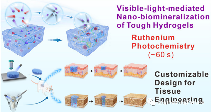 医用诱导骨基质是什么想要更“强壮”的水凝胶？生物矿化来帮忙_https://www.jmylbn.com_新闻资讯_第5张