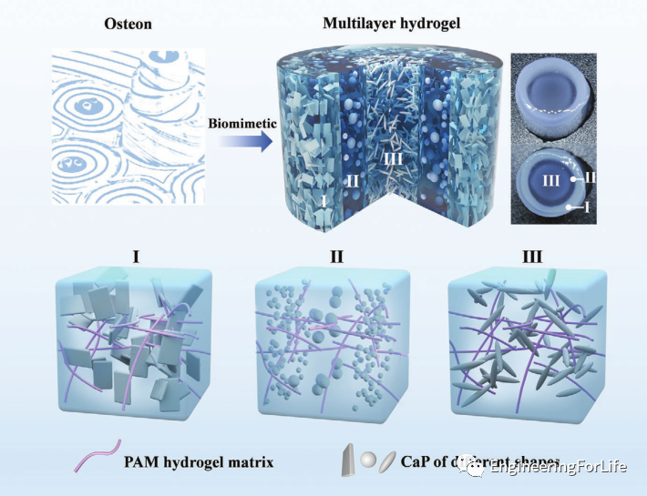 医用诱导骨基质是什么想要更“强壮”的水凝胶？生物矿化来帮忙_https://www.jmylbn.com_新闻资讯_第10张