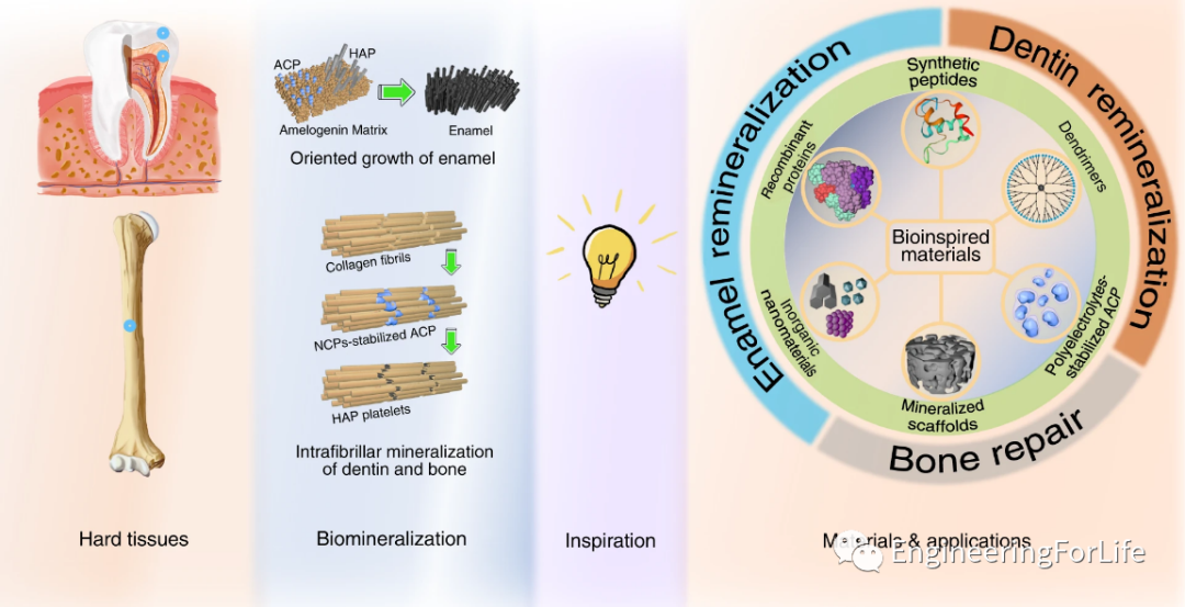 医用诱导骨基质是什么想要更“强壮”的水凝胶？生物矿化来帮忙_https://www.jmylbn.com_新闻资讯_第2张