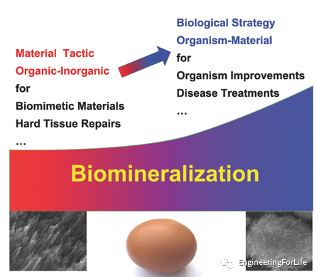 医用诱导骨基质是什么想要更“强壮”的水凝胶？生物矿化来帮忙_https://www.jmylbn.com_新闻资讯_第1张