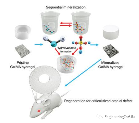 医用诱导骨基质是什么想要更“强壮”的水凝胶？生物矿化来帮忙_https://www.jmylbn.com_新闻资讯_第7张