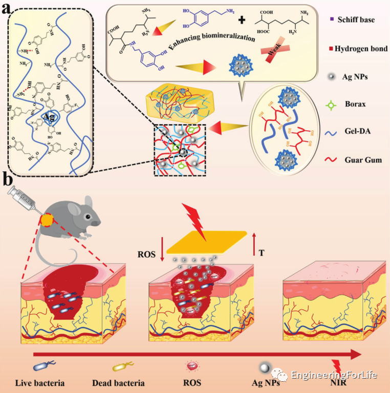 医用诱导骨基质是什么想要更“强壮”的水凝胶？生物矿化来帮忙_https://www.jmylbn.com_新闻资讯_第6张