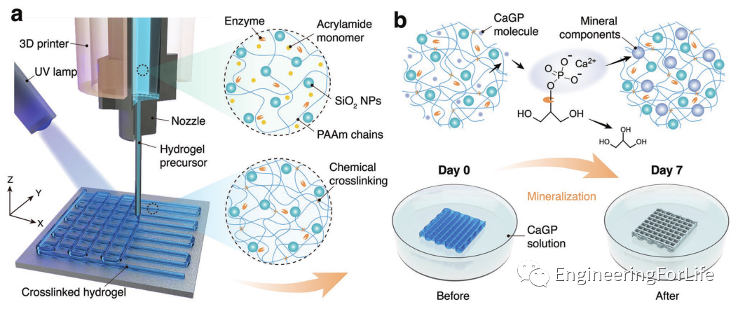 医用诱导骨基质是什么想要更“强壮”的水凝胶？生物矿化来帮忙_https://www.jmylbn.com_新闻资讯_第4张