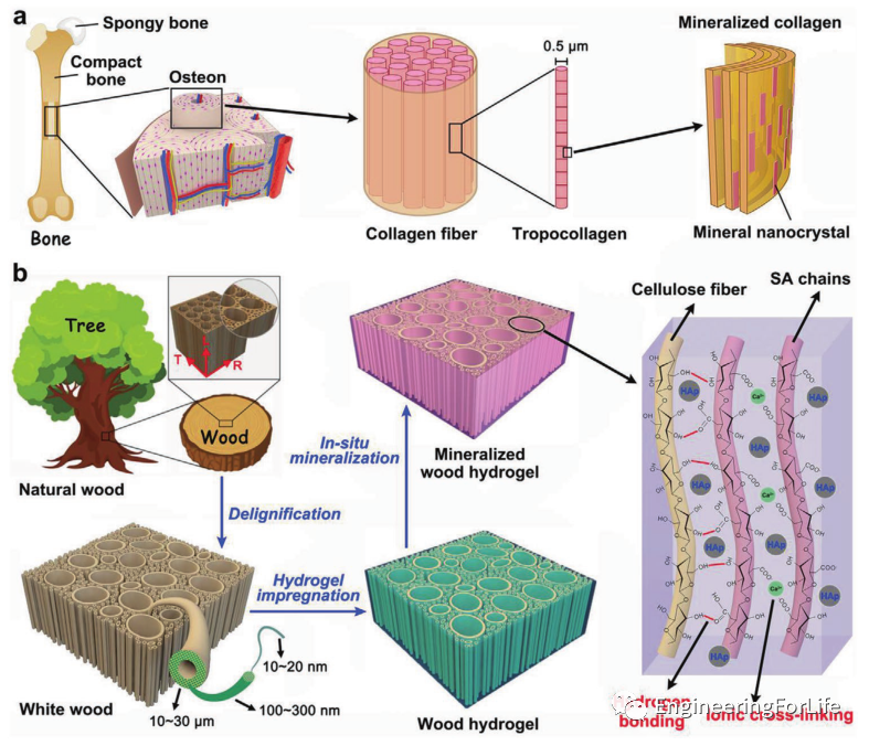 医用诱导骨基质是什么想要更“强壮”的水凝胶？生物矿化来帮忙_https://www.jmylbn.com_新闻资讯_第9张