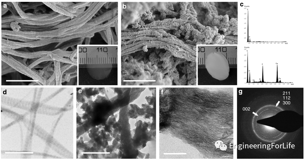 医用诱导骨基质是什么想要更“强壮”的水凝胶？生物矿化来帮忙_https://www.jmylbn.com_新闻资讯_第8张
