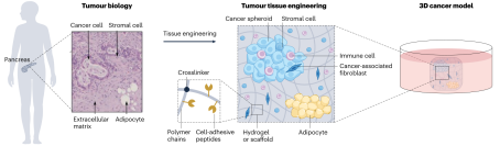 《Nat. Rev. Mater.》综述：基于生物材料的肿瘤组织工程平台