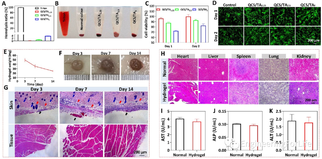 壳聚糖凝胶怎么用《ACS AMI》：巧用单宁酸，一步制备多功能壳聚糖水凝胶用于快速止血、皮肤伤口修复_https://www.jmylbn.com_新闻资讯_第9张