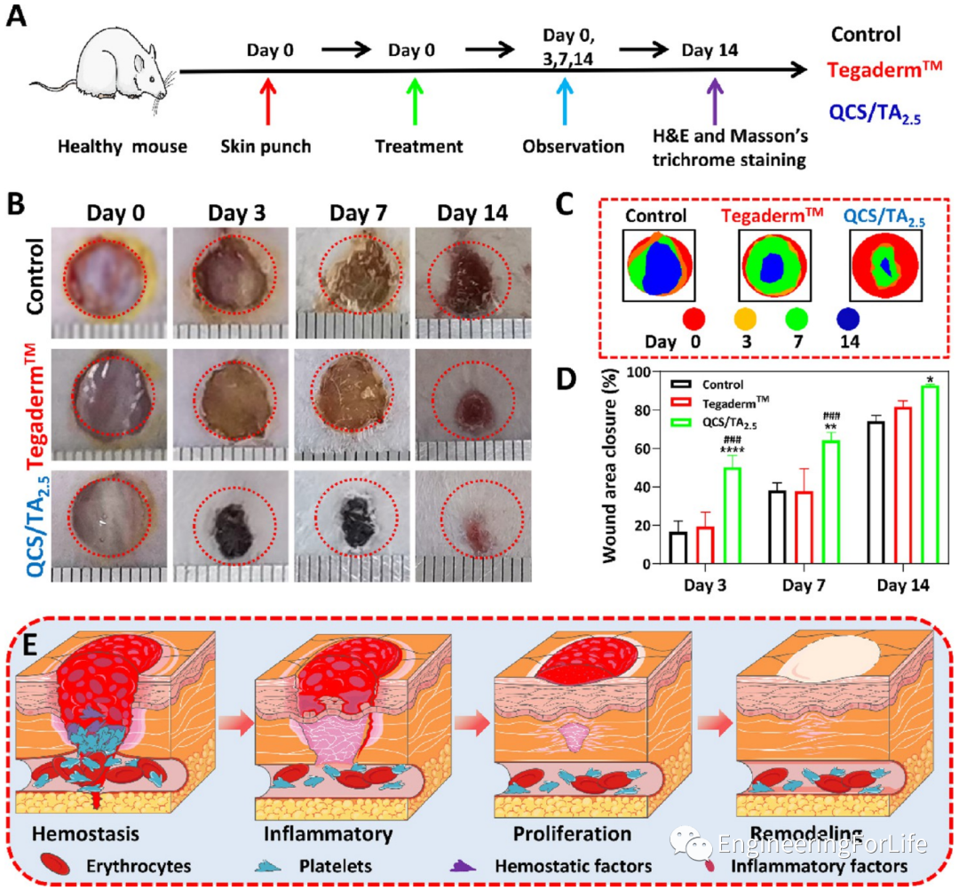 壳聚糖凝胶怎么用《ACS AMI》：巧用单宁酸，一步制备多功能壳聚糖水凝胶用于快速止血、皮肤伤口修复_https://www.jmylbn.com_新闻资讯_第11张