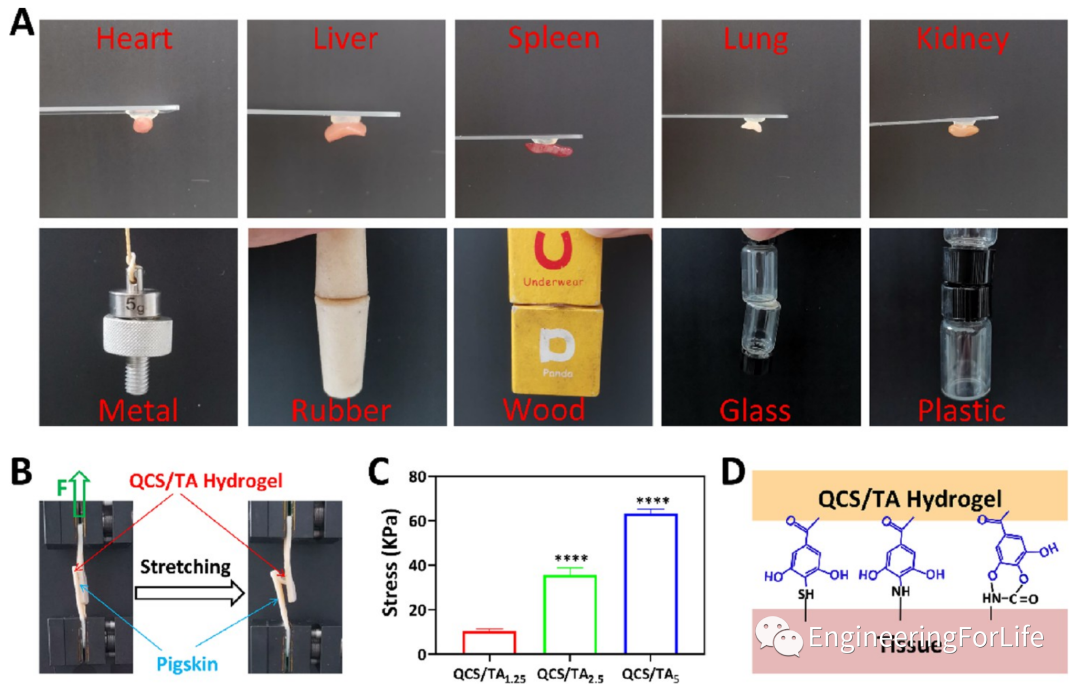 壳聚糖凝胶怎么用《ACS AMI》：巧用单宁酸，一步制备多功能壳聚糖水凝胶用于快速止血、皮肤伤口修复_https://www.jmylbn.com_新闻资讯_第5张