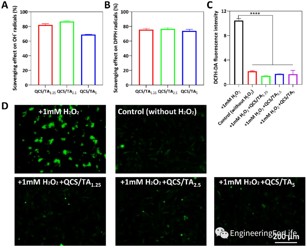 壳聚糖凝胶怎么用《ACS AMI》：巧用单宁酸，一步制备多功能壳聚糖水凝胶用于快速止血、皮肤伤口修复_https://www.jmylbn.com_新闻资讯_第7张