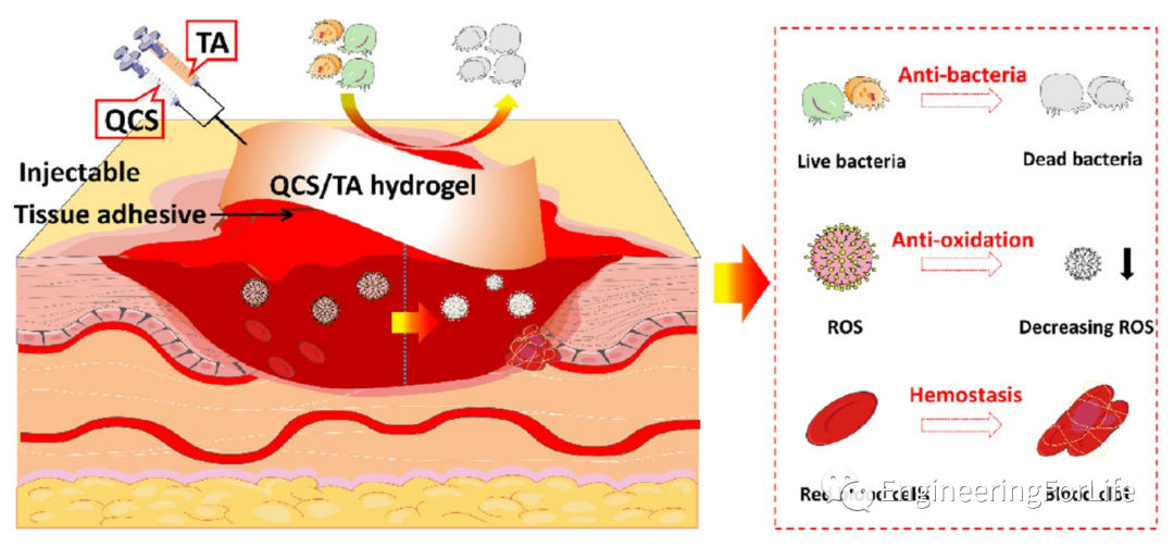 壳聚糖凝胶怎么用《ACS AMI》：巧用单宁酸，一步制备多功能壳聚糖水凝胶用于快速止血、皮肤伤口修复_https://www.jmylbn.com_新闻资讯_第1张