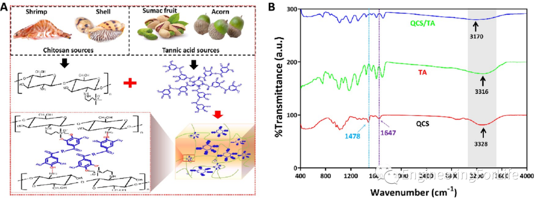 壳聚糖凝胶怎么用《ACS AMI》：巧用单宁酸，一步制备多功能壳聚糖水凝胶用于快速止血、皮肤伤口修复_https://www.jmylbn.com_新闻资讯_第2张
