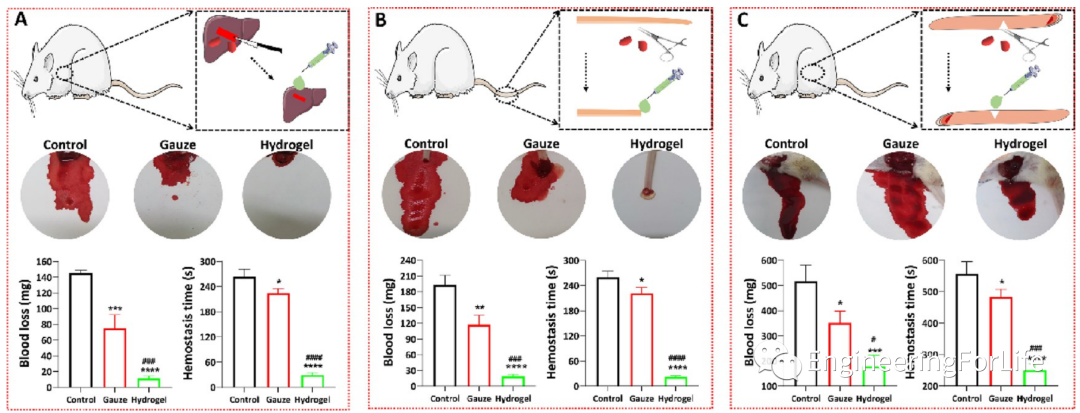 壳聚糖凝胶怎么用《ACS AMI》：巧用单宁酸，一步制备多功能壳聚糖水凝胶用于快速止血、皮肤伤口修复_https://www.jmylbn.com_新闻资讯_第10张