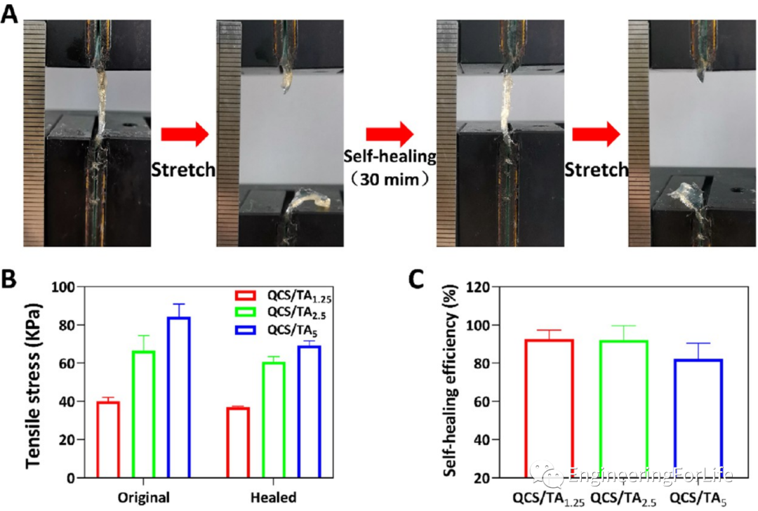 壳聚糖凝胶怎么用《ACS AMI》：巧用单宁酸，一步制备多功能壳聚糖水凝胶用于快速止血、皮肤伤口修复_https://www.jmylbn.com_新闻资讯_第6张