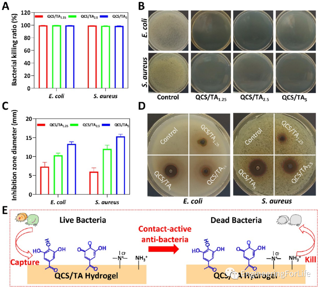 壳聚糖凝胶怎么用《ACS AMI》：巧用单宁酸，一步制备多功能壳聚糖水凝胶用于快速止血、皮肤伤口修复_https://www.jmylbn.com_新闻资讯_第8张