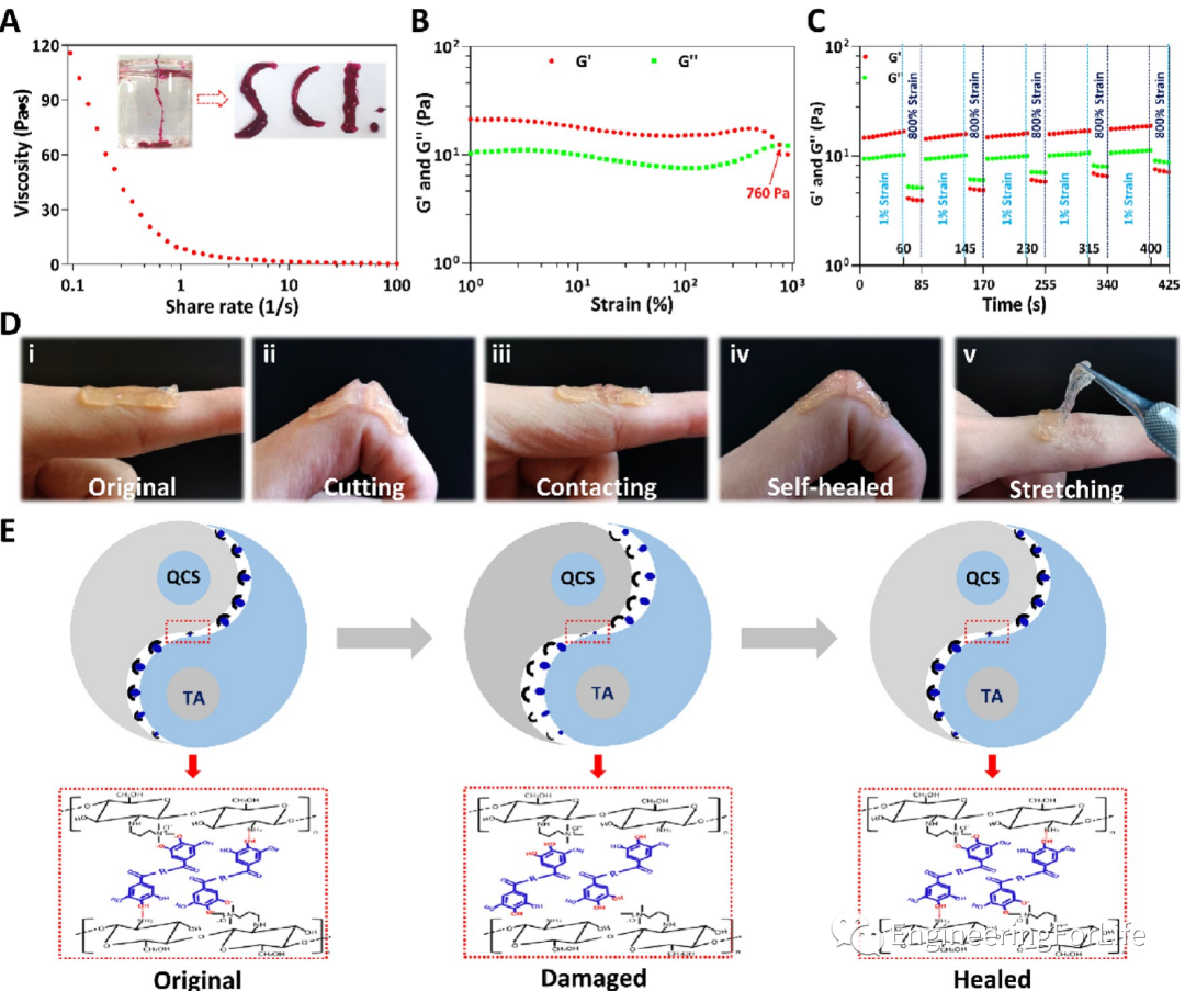 壳聚糖凝胶怎么用《ACS AMI》：巧用单宁酸，一步制备多功能壳聚糖水凝胶用于快速止血、皮肤伤口修复_https://www.jmylbn.com_新闻资讯_第4张