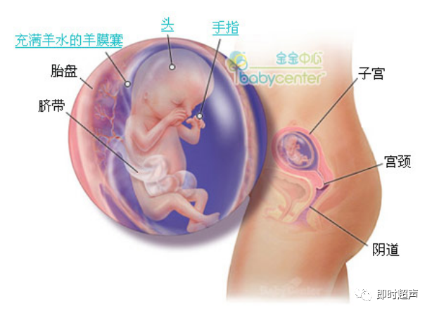 胎儿发育全过程41周 每周图解 育儿经验 育儿知识 母婴育儿知识 育儿达人 微信头条新闻公众号文章收集网