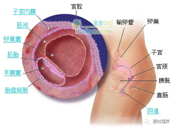 胎儿发育全过程41周 每周图解 育儿经验 育儿知识 母婴育儿知识 育儿达人 微信头条新闻公众号文章收集网