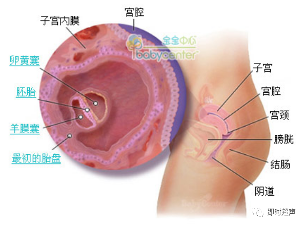 胎儿发育全过程41周 每周图解 育儿经验 育儿知识 母婴育儿知识 育儿达人 微信头条新闻公众号文章收集网