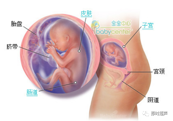 胎儿发育全过程41周 每周图解 育儿经验 育儿知识 母婴育儿知识 育儿达人 微信头条新闻公众号文章收集网