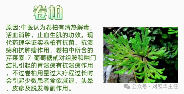 绞股蓝原因:中草药绞股蓝有着"不老长寿药草"的美誉,而且能防止正常