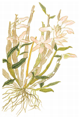 如假“煲”换！广东人煲汤常用的药材也有真伪之分？